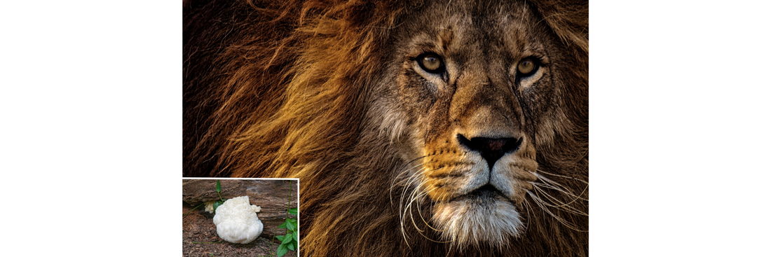 Lion's Mane Mushroom: The Ultimate Supplement for Athletes?